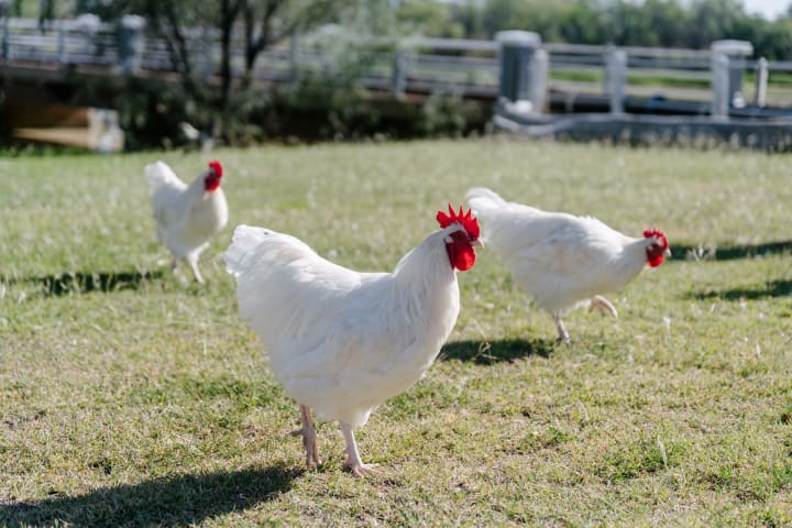 Photo by Longreach Explore Centre