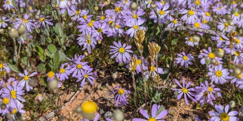 Photo by IndianOceanGuy