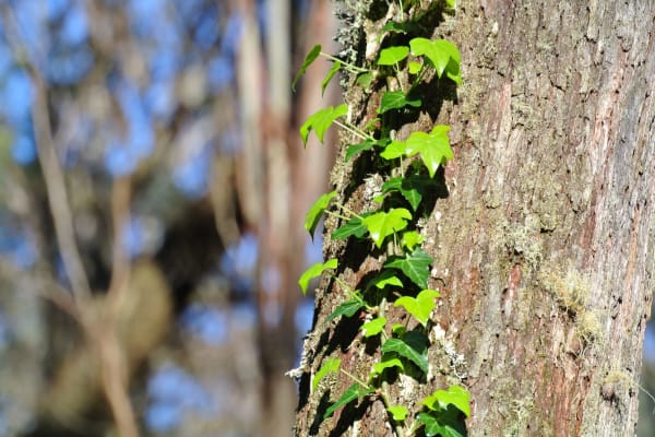 Photo by Brucethegoose