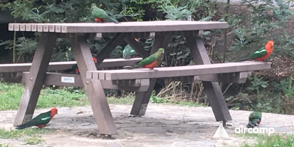 Walhalla North Gardens Anycamp