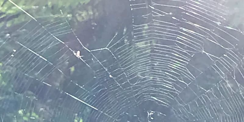 Photo by Meridith B.