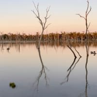 Photo by Tassie-Devil