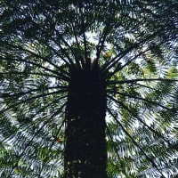 Photo by Brucethegoose