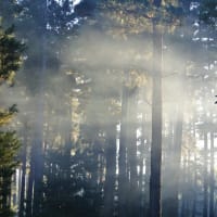 Photo by Brucethegoose