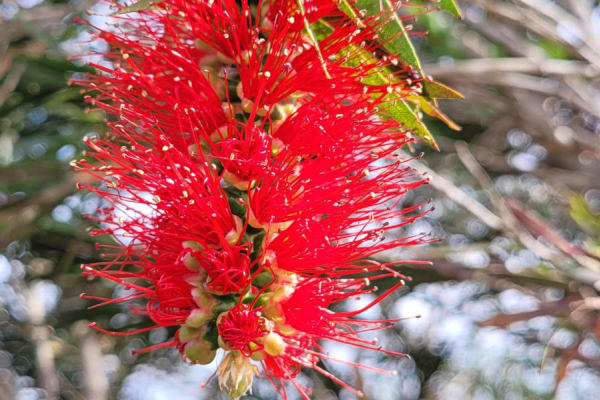 Photo by Sanchia Keeleigh Gray