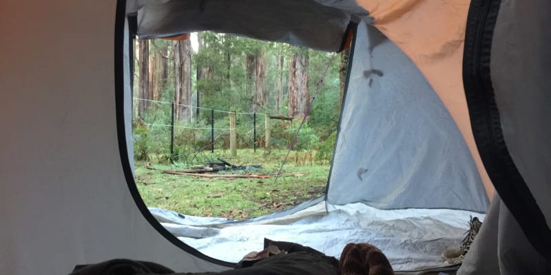 Photo by Miss Tortie Markham