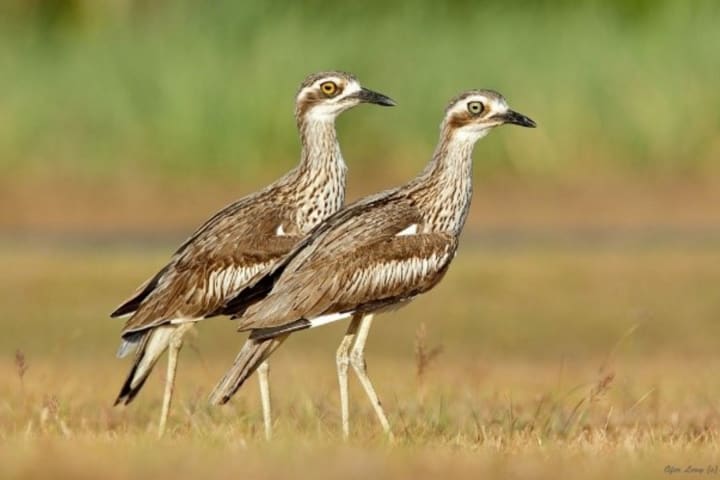 Photo by Genazzano R.