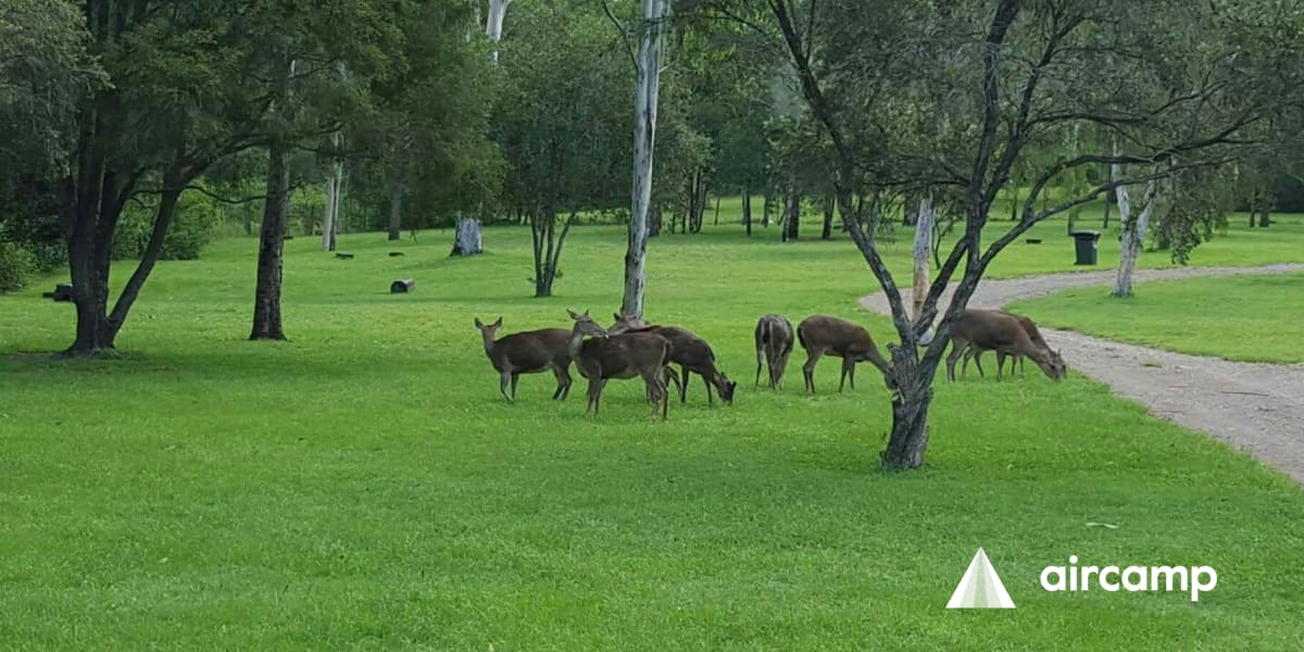 Borumba Deer Park