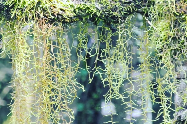 Photo by Brucethegoose