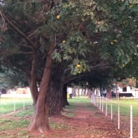 Photo by Brucethegoose