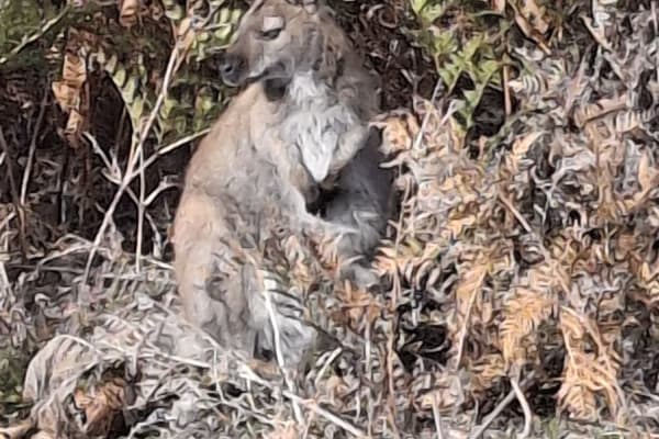 Photo by Pete Van Loon