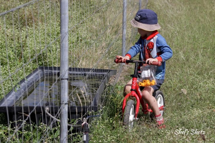 Photo by Mountview farm stay