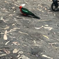 Photo by Melissa Nyadit Koth