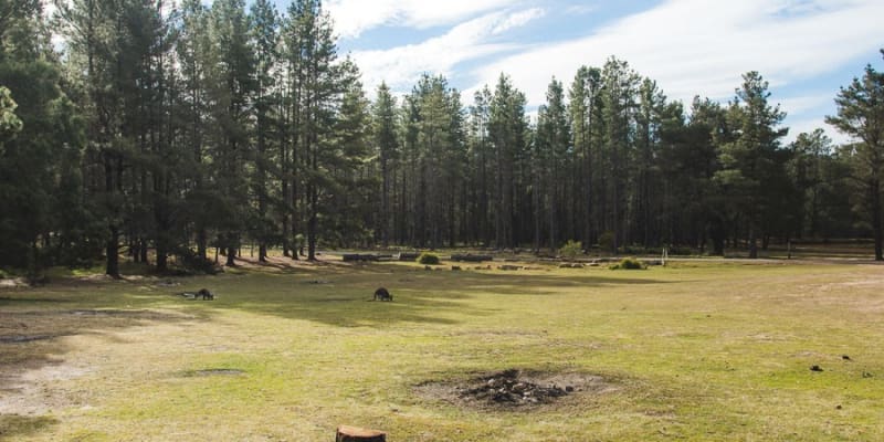 Photo of Dalys Clearing Campground