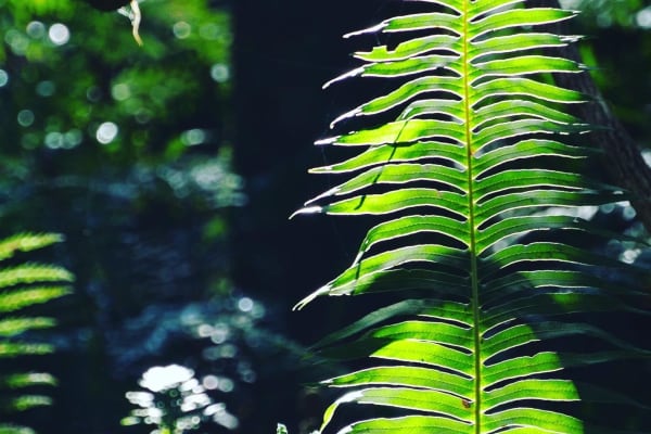 Photo by Brucethegoose