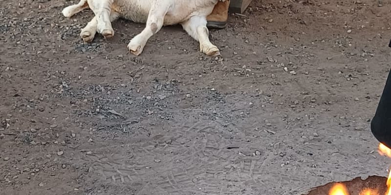 Photo by NightRanger D.