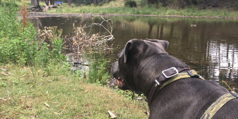 Photo of Turon gates