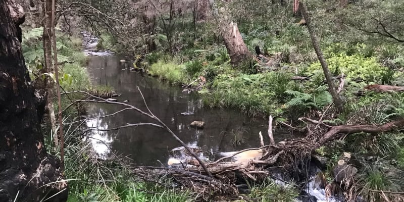 Photo by Debbie McCaffrey Walkerden