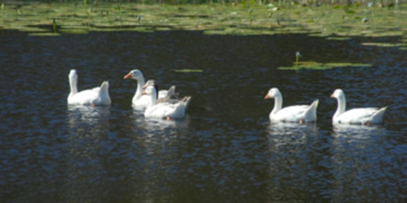 Photo by Gary & Tamara Maile