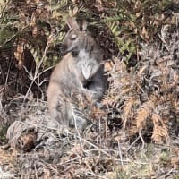 Photo by Pete Van Loon