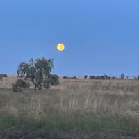 Photo by Petrice  Kotua