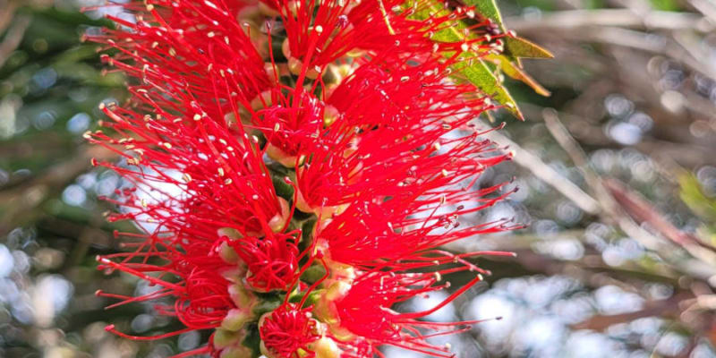 Photo by Sanchia Keeleigh Gray