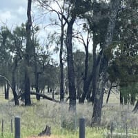 Photo by Mick Fleet Wood