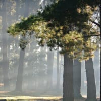 Photo by Brucethegoose