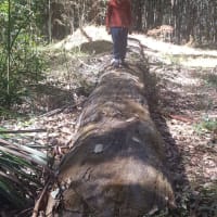 Photo by Stallion2454