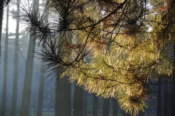 Photo by Brucethegoose