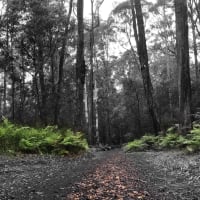 Photo by Theo Janse van Nieuwenhuizen