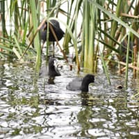 Photo by algebuckina