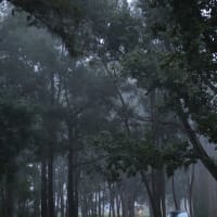 Photo by Krishantha E.