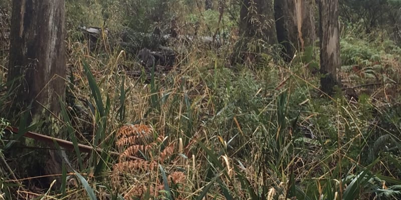 Photo by Miss Tortie Markham