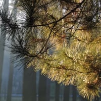 Photo by Brucethegoose