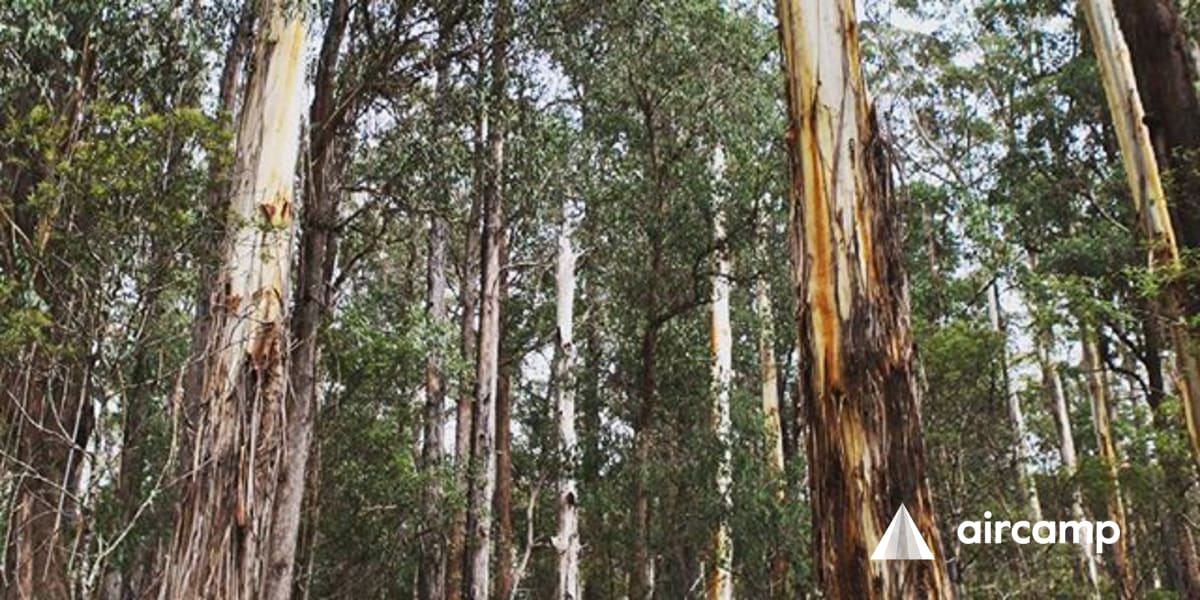 Waratah Gully campground