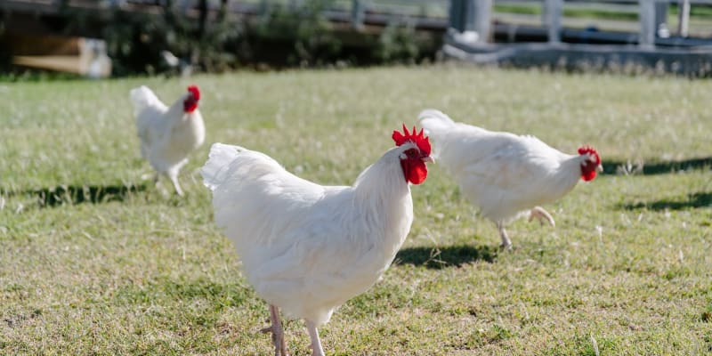 Photo by Longreach Explore Centre