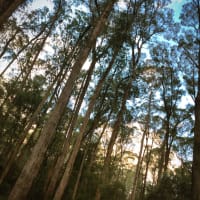 Photo by Theo Janse van Nieuwenhuizen