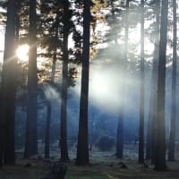 Photo by Brucethegoose