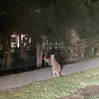 Photo by Robyn Shannara Bryson