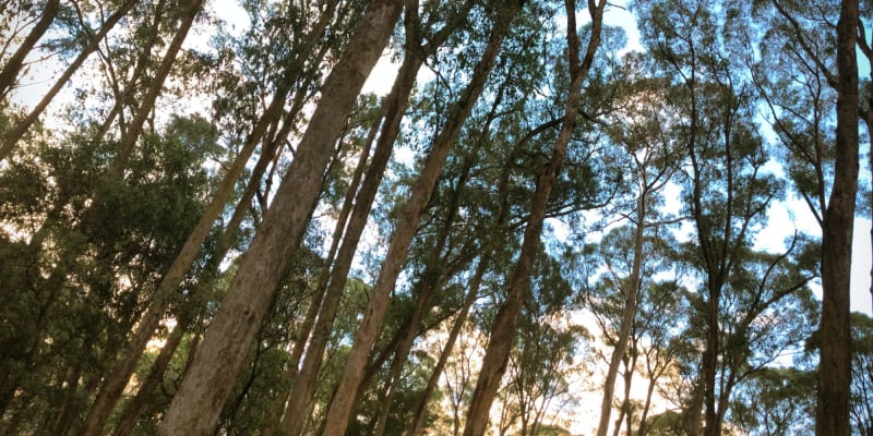 Photo by Theo Janse van Nieuwenhuizen