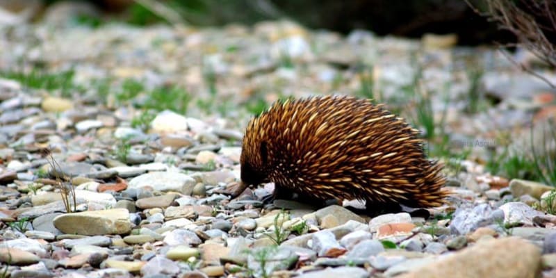 Photo of Caernarvon Track