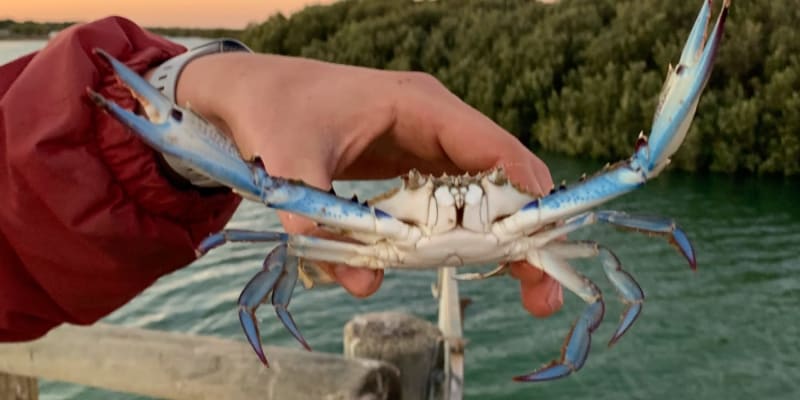 Photo of Chinaman Creek (Winninowie Conservation Park)