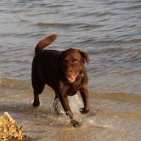 Photo by Four Hands in a Tin Can