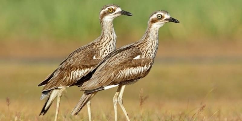 Photo by Genazzano R.