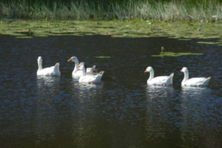 Photo by Gary & Tamara Maile