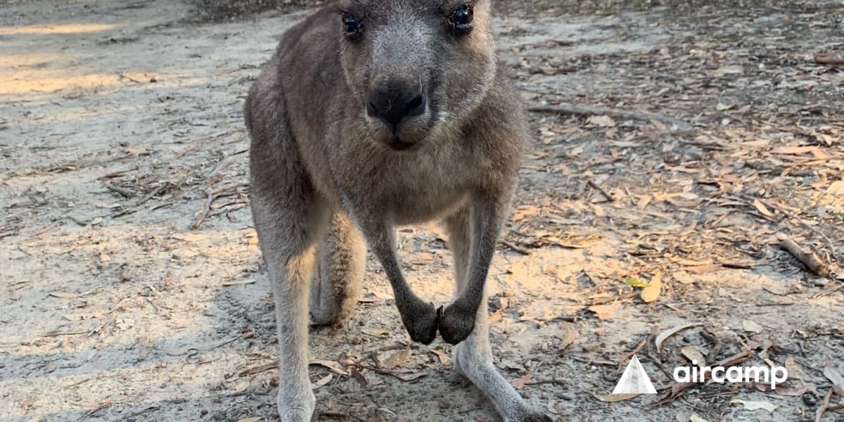 Honeymoon Bay Campsite Anycamp