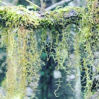 Photo by Brucethegoose