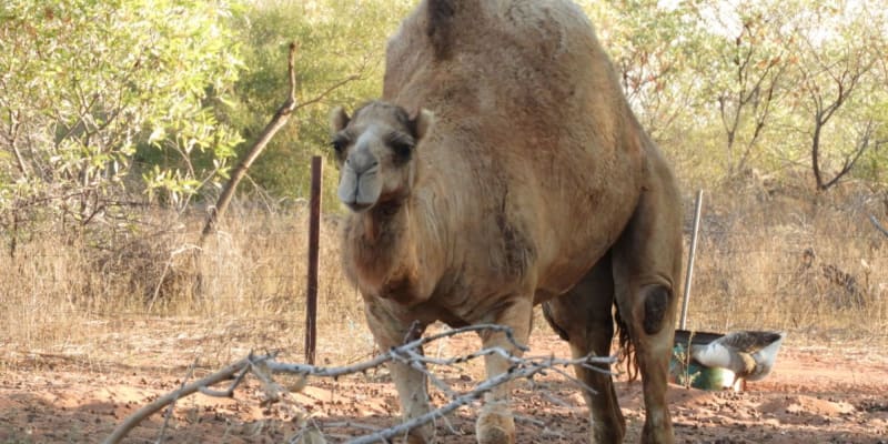 Photo of Sandfire Roadhouse & Caravan Park