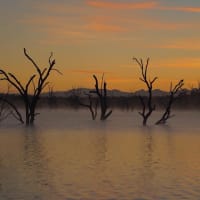 Photo by Wildflower and her Wildlings